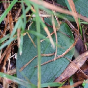 Chiloglottis sp. at QPRC LGA - 4 Jun 2024