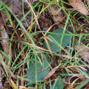 Chiloglottis sp. at QPRC LGA - suppressed