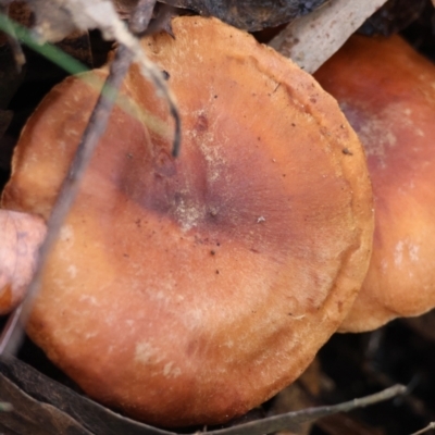 Unverified Fungus at  - suppressed by LisaH