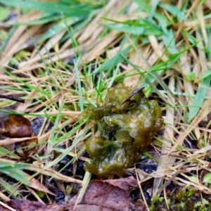 Nostoc sp. (genus) at QPRC LGA - suppressed