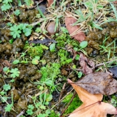 Nostoc sp. (genus) at QPRC LGA - suppressed