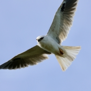 Elanus axillaris at QPRC LGA - 4 Jun 2024