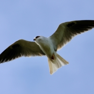 Elanus axillaris at QPRC LGA - 4 Jun 2024