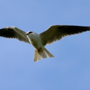 Elanus axillaris at QPRC LGA - 4 Jun 2024