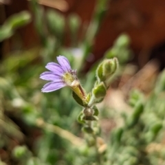 Scaevola parvifolia subsp parvifolia (Fanflower) at Uluru-Kata Tjuta - 11 May 2024 by Darcy