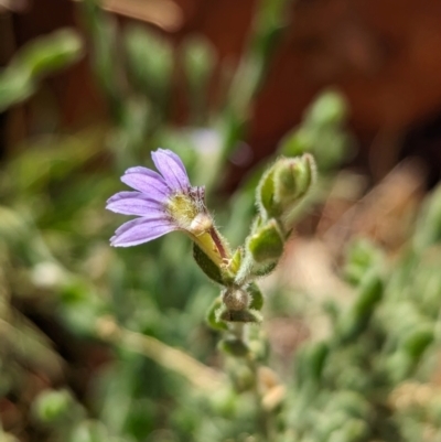 Scaevola parvifolia subsp parvifolia (Fanflower) at Uluru-Kata Tjuta - 11 May 2024 by Darcy