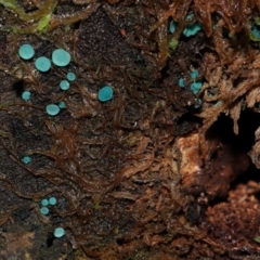 Chlorociboria at Tidbinbilla Nature Reserve - 1 Jun 2024