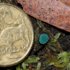 Chlorociboria at Tidbinbilla Nature Reserve - 1 Jun 2024