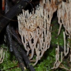 Artomyces sp. at Tidbinbilla Nature Reserve - 1 Jun 2024 11:46 AM