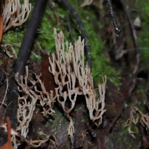 Artomyces sp. at Tidbinbilla Nature Reserve - 1 Jun 2024 11:46 AM