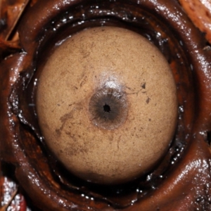 Geastrum sp. at ANBG - 3 Jun 2024