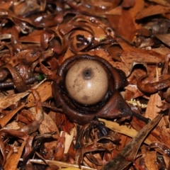 Geastrum sp. at ANBG - 3 Jun 2024 12:24 PM