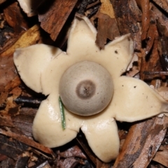 Geastrum sp. at ANBG - 3 Jun 2024