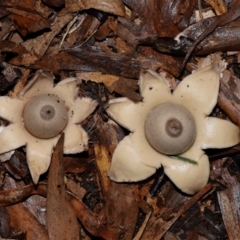 Geastrum sp. at ANBG - 3 Jun 2024 12:24 PM