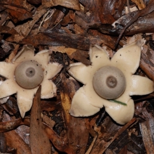 Geastrum sp. at ANBG - 3 Jun 2024