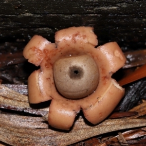 Geastrum sp. at ANBG - 3 Jun 2024