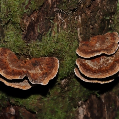 Unidentified Shelf-like to hoof-like & usually on wood at Tidbinbilla Nature Reserve - 1 Jun 2024 by TimL