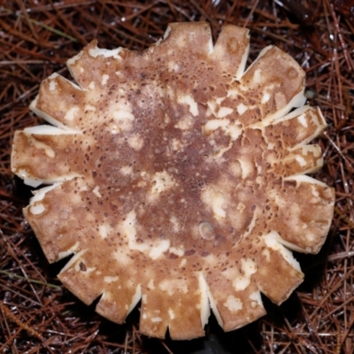 Unverified Cap on a stem; gills below cap [mushrooms or mushroom-like] at ANBG - 3 Jun 2024 by TimL
