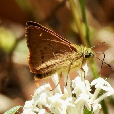 Timoconia flammeata at Wingecarribee Local Government Area - 21 Jan 2023 by GlossyGal