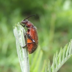 Ecnolagria grandis (Honeybrown beetle) at Pollinator-friendly garden Conder - 26 Dec 2023 by MichaelBedingfield