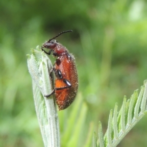 Ecnolagria grandis at Pollinator-friendly garden Conder - 26 Dec 2023