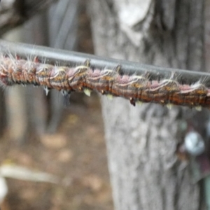 Pernattia pusilla at QPRC LGA - 5 Jun 2024