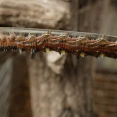 Pernattia pusilla at QPRC LGA - 5 Jun 2024