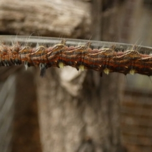 Pernattia pusilla at QPRC LGA - 5 Jun 2024