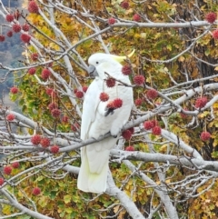 Cacatua galerita (Sulphur-crested Cockatoo) at Mawson, ACT - 5 Jun 2024 by davidb