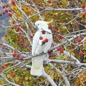 Cacatua galerita at Mawson, ACT - 5 Jun 2024