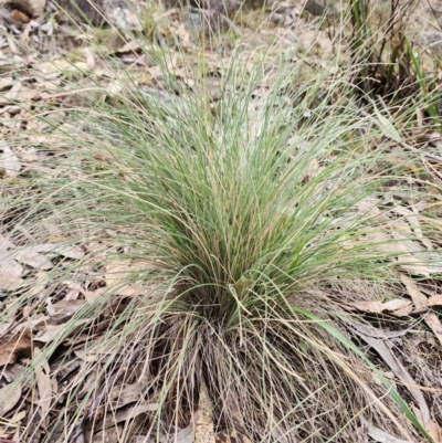 Poa sieberiana (Poa Tussock) at Mount Taylor - 4 Jun 2024 by HarleyB