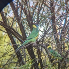 Barnardius zonarius (Australian Ringneck) at Alice Springs, NT - 12 May 2024 by Darcy