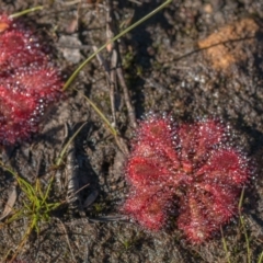 Drosera spatulata (Common Sundew) at Bundanoon - 27 May 2024 by Cmperman