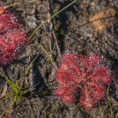 Drosera spatulata (Common Sundew) at Bundanoon - 27 May 2024 by Cmperman