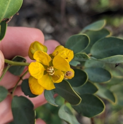 Senna artemisioides (Silver Senna, Silver Cassia) at Alice Springs, NT - 12 May 2024 by Darcy