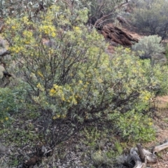 Senna artemisioides at Alice Springs, NT - 12 May 2024 04:17 PM