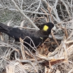 Zanda funerea (Yellow-tailed Black-Cockatoo) at Tathra, NSW - 5 Jun 2024 by MattYoung