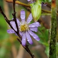 Vittadinia cuneata (Fuzzweed, New Holland Daisy) at Rocky Hill War Memorial Park and Bush Reserve, Goulburn - 5 Jun 2024 by trevorpreston