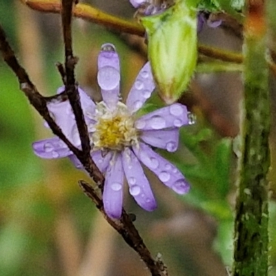 Vittadinia cuneata (Fuzzweed, New Holland Daisy) at Goulburn, NSW - 5 Jun 2024 by trevorpreston