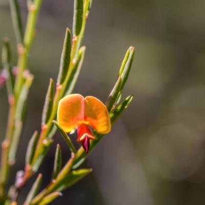 Bossiaea heterophylla (Variable Bossiaea) at Wingecarribee Local Government Area - 27 May 2024 by Cmperman