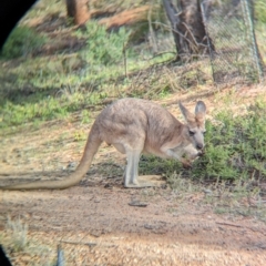 Osphranter robustus erubescens (Euro, Common Wallaroo) at Desert Springs, NT - 12 May 2024 by Darcy