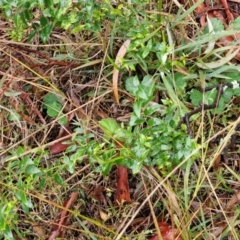 Asparagus asparagoides at Rocky Hill War Memorial Park and Bush Reserve, Goulburn - 5 Jun 2024 12:10 PM