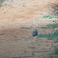 Geopelia cuneata (Diamond Dove) at Desert Springs, NT - 12 May 2024 by Darcy