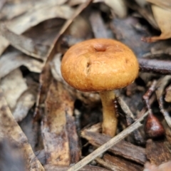 Unidentified Cap on a stem; gills below cap [mushrooms or mushroom-like] at Goulburn Mulwaree Council - 5 Jun 2024 by trevorpreston