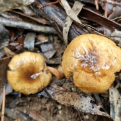 zz agaric (stem; gills not white/cream) at Rocky Hill War Memorial Park and Bush Reserve, Goulburn - 5 Jun 2024