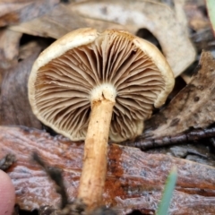 zz agaric (stem; gills not white/cream) at Rocky Hill War Memorial Park and Bush Reserve, Goulburn - 5 Jun 2024