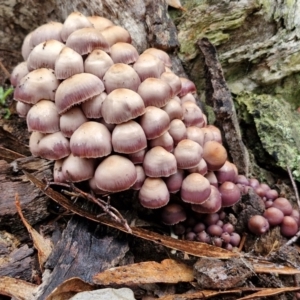 Mycena 'clarkeana group' at Rocky Hill War Memorial Park and Bush Reserve, Goulburn - 5 Jun 2024