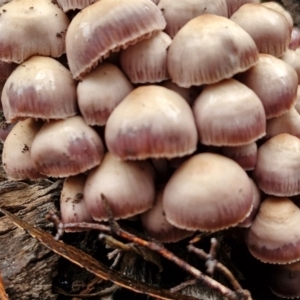 Mycena 'clarkeana group' at Rocky Hill War Memorial Park and Bush Reserve, Goulburn - 5 Jun 2024