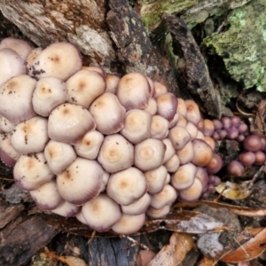 Mycena 'clarkeana group' at Rocky Hill War Memorial Park and Bush Reserve, Goulburn - 5 Jun 2024