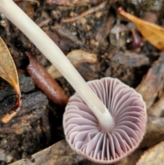 Mycena 'clarkeana group' at Rocky Hill War Memorial Park and Bush Reserve, Goulburn - 5 Jun 2024